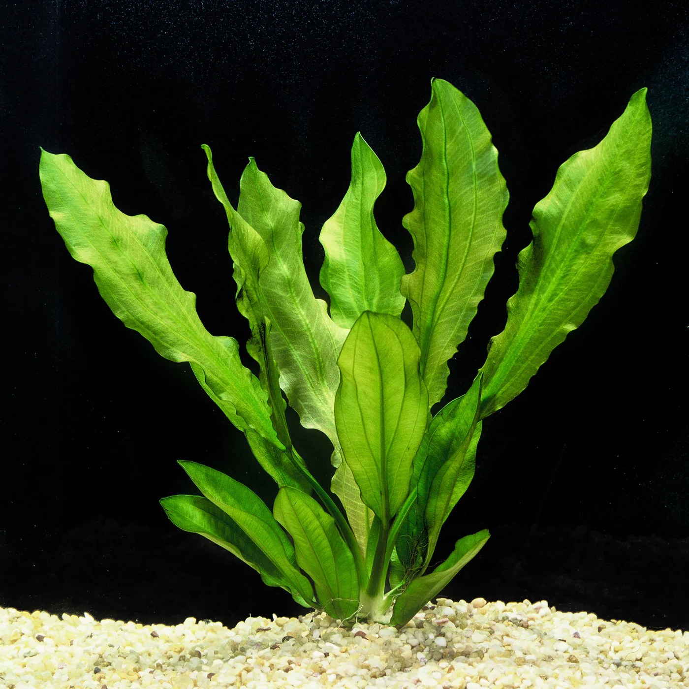 Echinodorus Major